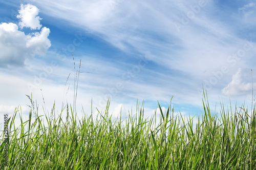 Naklejka - mata magnetyczna na lodówkę spring meadow