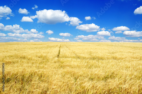 Fototapeta na wymiar Wheat field