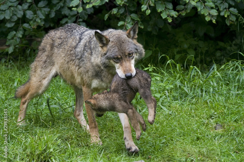 Board z aluminiowym obramowaniem Wilk i szczeniak (canis lupus)