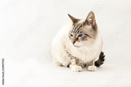 Cat Old Style Siamese Buy This Stock Photo And Explore Similar
