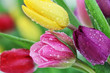 Spring tulip flowers close-up