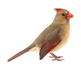northern cardinal, cardinalis cardinalis, isolated