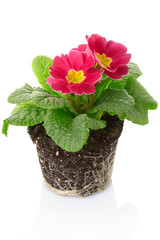 Wall Mural - Primrose, spring flower