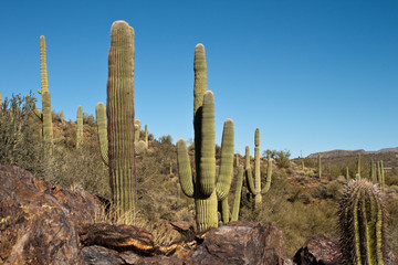 Tall Cactus