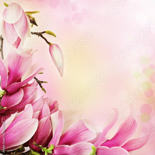 Board z aluminiowym obramowaniem Wiosna kwiaty magnolia granicy