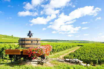 Poster - vineyards of Cote de Beaune near Pommard, Burgundy, France