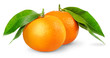 Isolated citrus fruits. Two tangerines or mandarin oranges isolated on white background