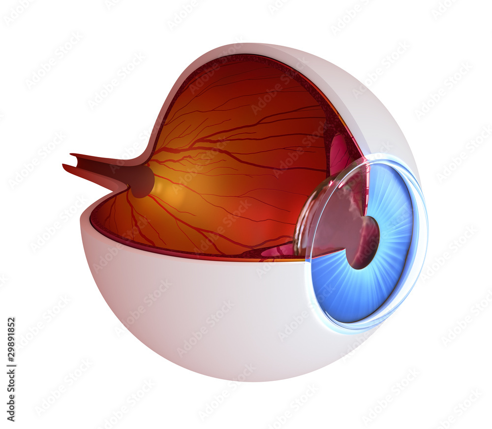 Eye anatomy - inner structure isolated on white Stock Illustration ...