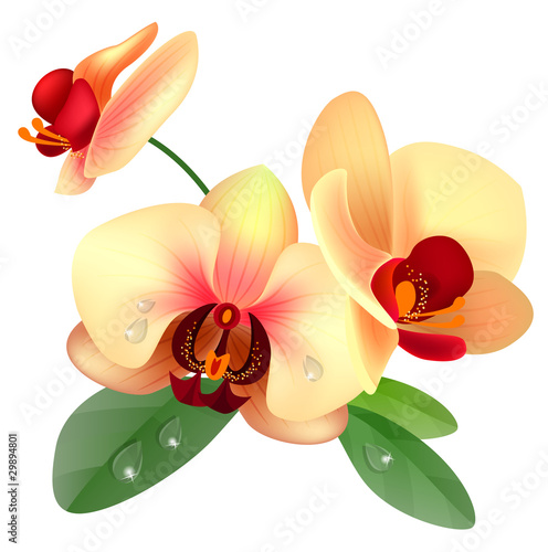 Naklejka - mata magnetyczna na lodówkę Orchid yellow flower isolated on white background