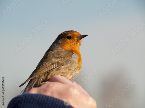 Petit Oiseau Rouge Gorge Séance De Baguage Buy This