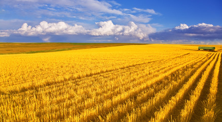 Poster - The field  after harvesting