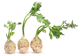 Fresh celery with root