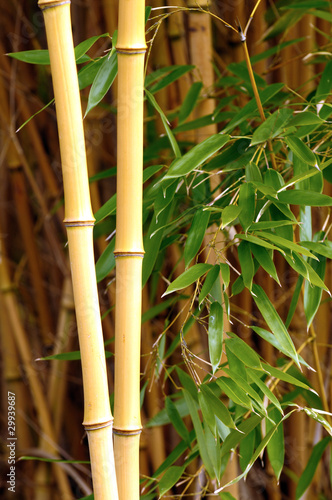 Naklejka - mata magnetyczna na lodówkę Bamboo