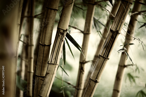 Naklejka dekoracyjna Bamboo forest background