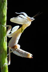 Orchid Mantis