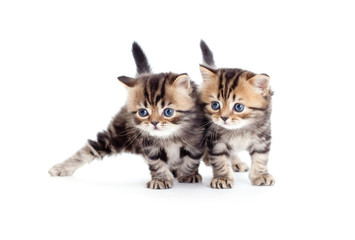 two kitten pure breed striped british isolated