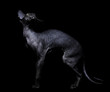 Young canadian sphynx cat standing on black background