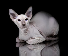 Young Canadian Sphynx Cat Lying On The Mirror On Black Backgrou