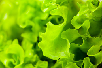 fresh green lettuce salad closeup