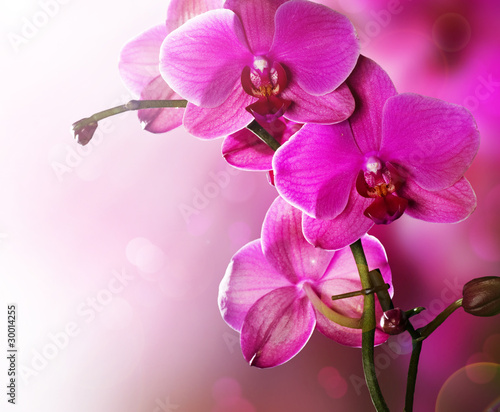 Orchid Flower border design