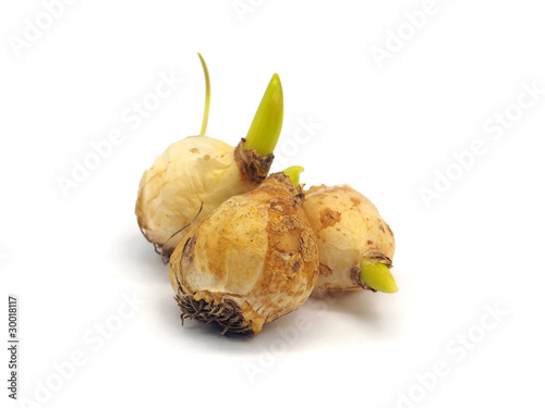 Board z aluminiowym obramowaniem Cebule kwiatowe muscari
