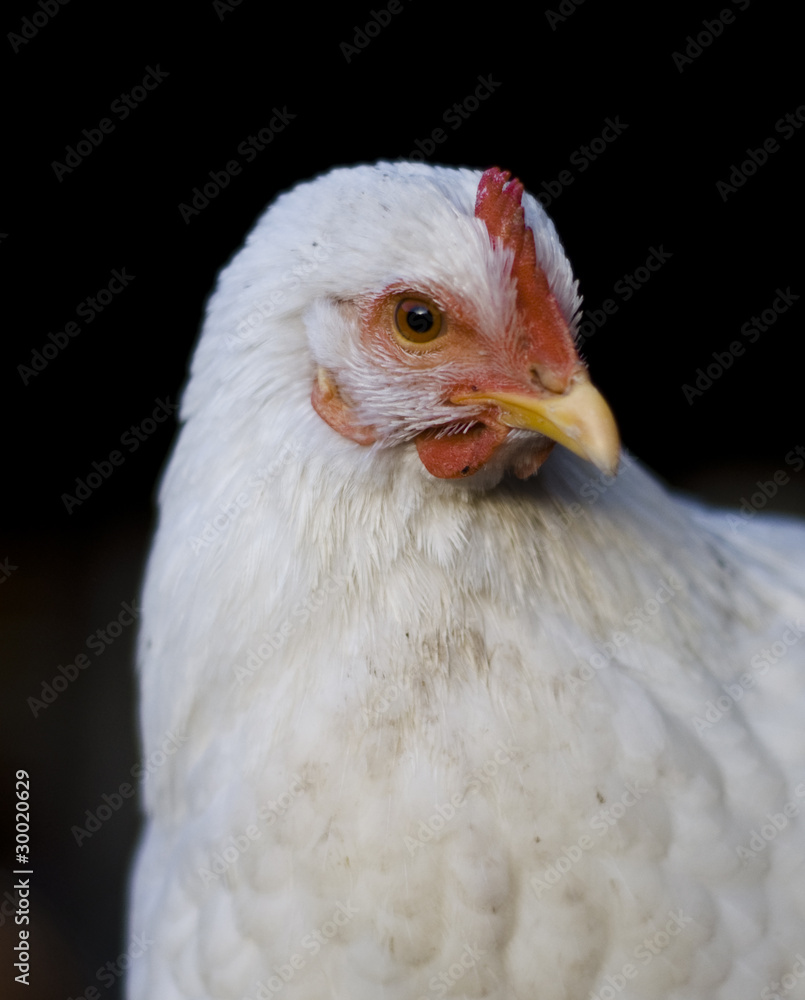 Portrait d'une jeune poule à la ferme - obrazy, fototapety, plakaty 