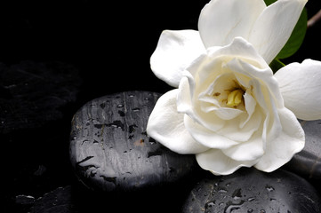 Wall Mural - Still life macro of camellia