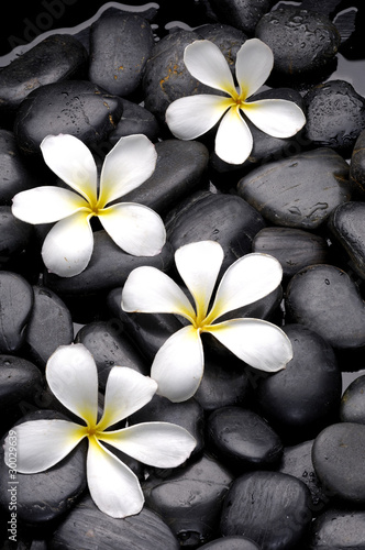 Fototapeta na wymiar Set of frangipani flowers on pebble
