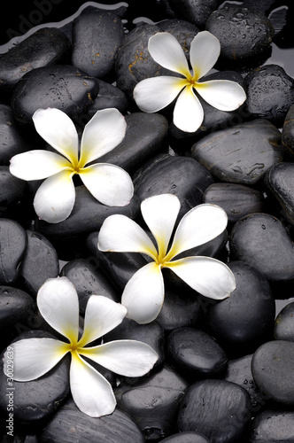 Naklejka dekoracyjna Set of frangipani flowers on pebble