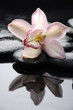 Macro of orchid on pebble with reflection