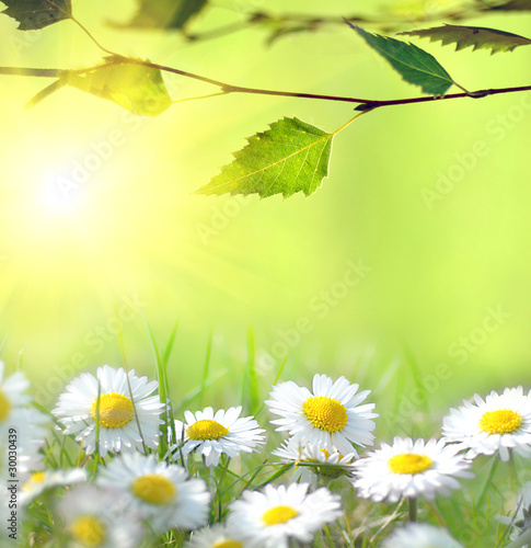 Daisy and the sun behind