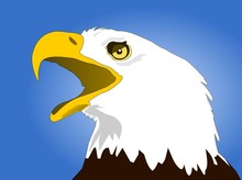 White-headed Eagle, Vector Illustration