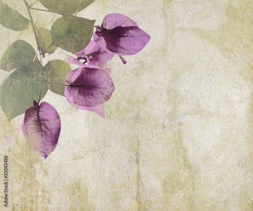Obraz na płótnie canvas Grafiki bougainvillea na tle pęknięty tynk