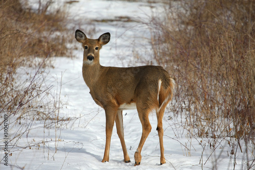 Fotoboard na płycie Jeleń białogłowy odocoileus virginianus