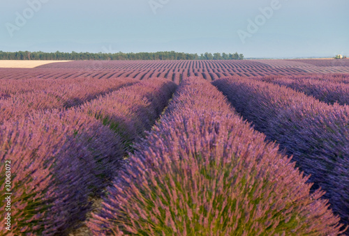 Tapeta ścienna Lawendowe pole