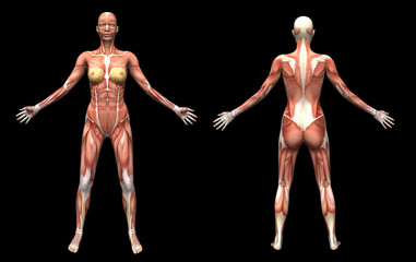 3d render human anatomy muscles female