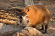 The Red River Hog