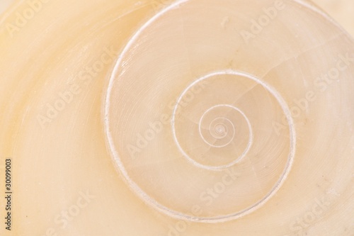 Board z aluminiowym obramowaniem Operculum ze spiralnym wzorem muszli na plaży