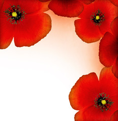 Wall Mural - Red poppy border