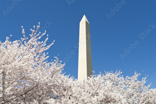 Fotografia, Obraz Japanese Cherry Tree Blossoms Washington Monument