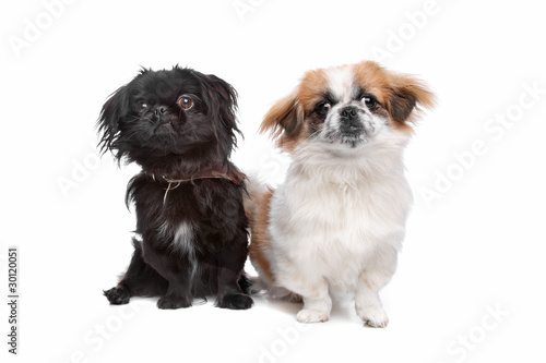 Cuadros en Lienzo Japanese Chin and a pekingese dog