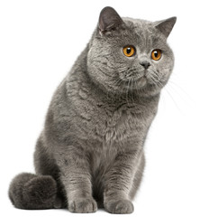 Wall Mural - British Shorthair cat, 2 years old, in front of white background