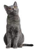 Fototapeta Koty - Chartreux kitten, 5 months old, in front of white background