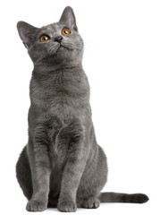 Wall Mural - Chartreux kitten, 5 months old, in front of white background