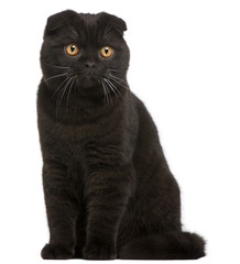 Scottish Fold Kitten, 8 months old, in front of white background