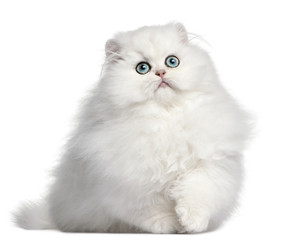 Wall Mural - Persian kitten, 4 months old, in front of white background