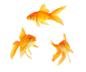 Poster - Goldfish