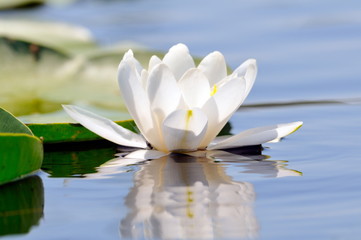 white water lily on the lake (Nymphaea alba)