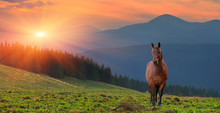 Summer Landscape With Horse In The Mountains. Sunset