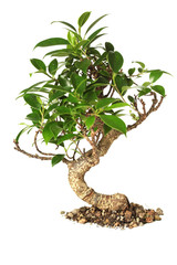 Wall Mural - bonsai tree isolated on white
